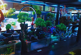 Afshin Foroozan Aquariums Abuja