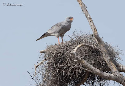 Dagona birds sanctuary
